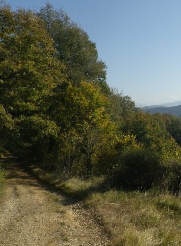 Illustration "Les connexions neuronales sont comme ces chemins que l’on créés"